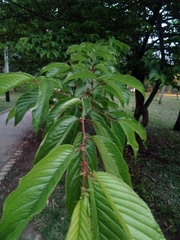 Prunus serrulata