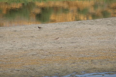 Charadrius vociferus