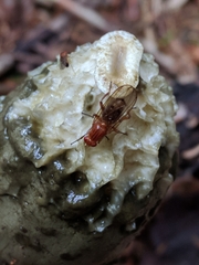 Dryomyzidae