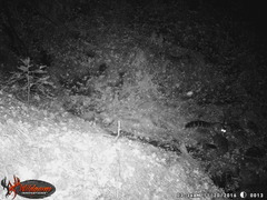 Bassariscus astutus flavus