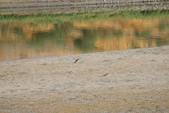 Charadrius vociferus