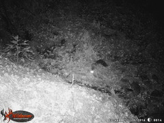 Bassariscus astutus flavus