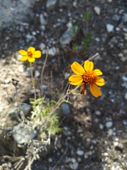 Zinnia juniperifolia
