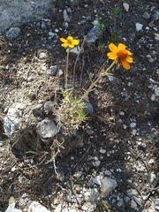 Zinnia juniperifolia