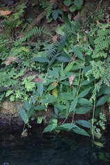 Cuphea appendiculata