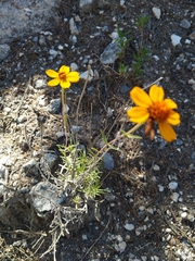Zinnia juniperifolia