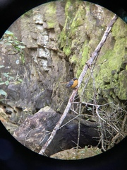 Cossypha dichroa dichroa