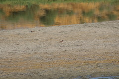 Charadrius vociferus