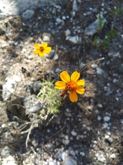Zinnia juniperifolia
