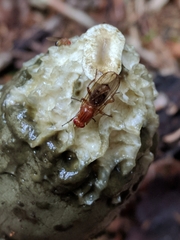 Dryomyzidae