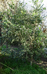 Myrtus communis