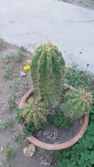 Trichocereus candicans