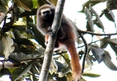 Plecturocebus oenanthe