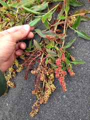 Rumex crassus