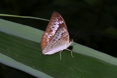 Tanaecia