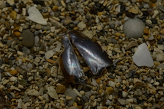 Pteriidae