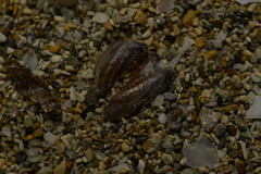 Pteriidae