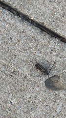 Sphaenothecus bilineatus