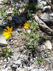 Heterotheca mucronata
