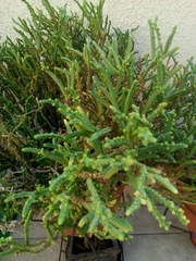 Tracheophyta