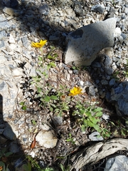 Heterotheca mucronata