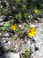 Heterotheca mucronata