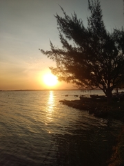 Casuarina equisetifolia