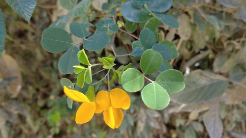 Arachis hypogaea image