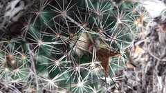 Coryphantha nickelsiae