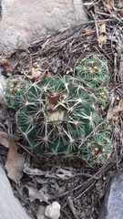 Coryphantha nickelsiae