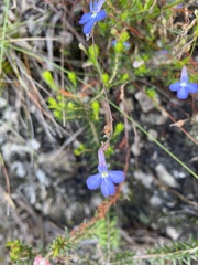 Lobelia tomentosa