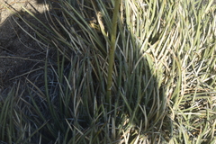 Agave schottii schottii