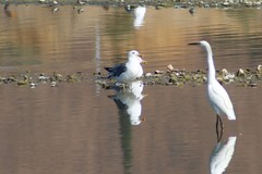 Larus californicus