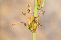 Agave schottii schottii