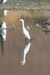 Egretta thula