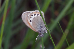 Coenonympha gardetta