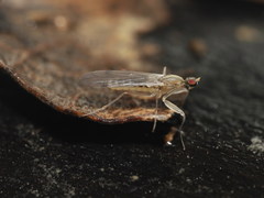 Chelifera