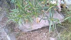 Acanthostyles buniifolius