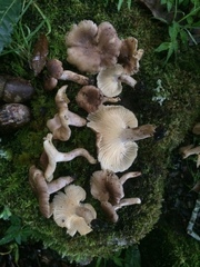 Cantharellus atrolilacinus