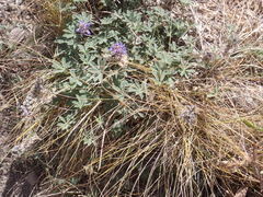 Lupinus breweri breweri