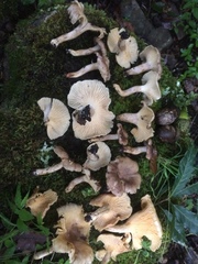 Cantharellus atrolilacinus