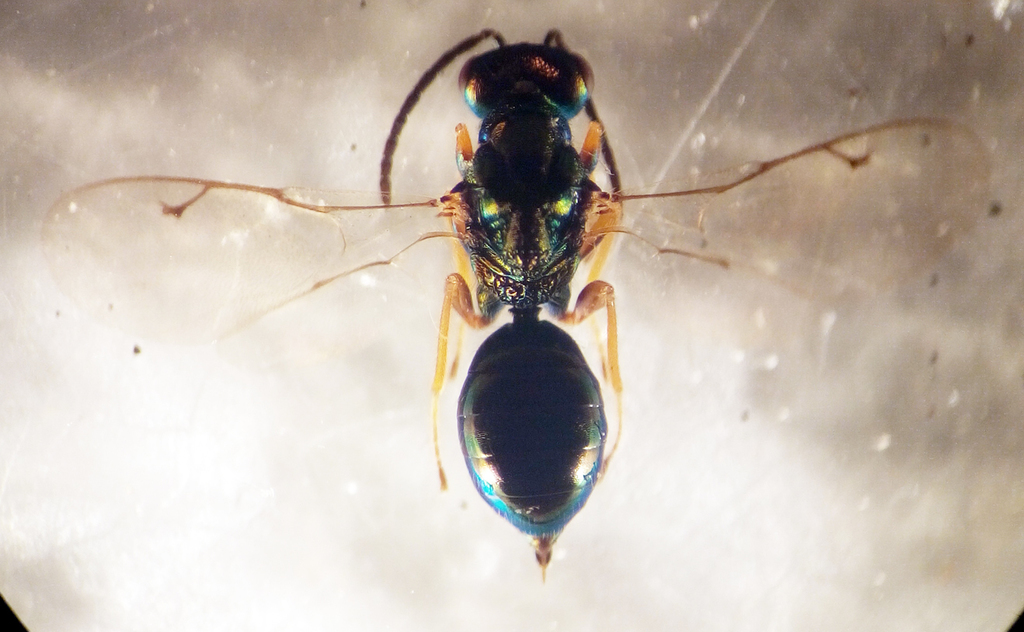 Lamprotatus