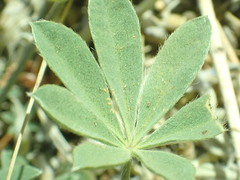 Lupinus breweri breweri