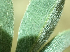 Lupinus breweri breweri