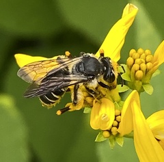 Andrena aliciae