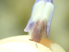 Lupinus breweri breweri