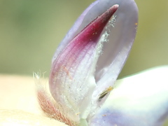 Lupinus breweri breweri
