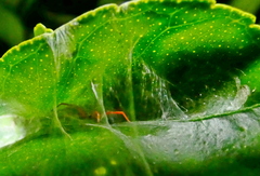 Trachelopachys