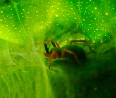 Trachelopachys