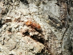 Cephalotes clypeatus